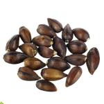 Купить Семена Хвойник китайский (Ephedra Sinica) seeds