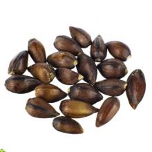 Купить Семена Хвойник китайский (Ephedra Sinica) seeds